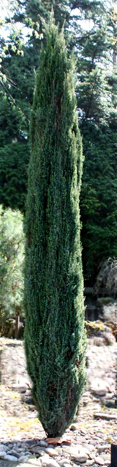 Juniperus comunis, Brno, CZ