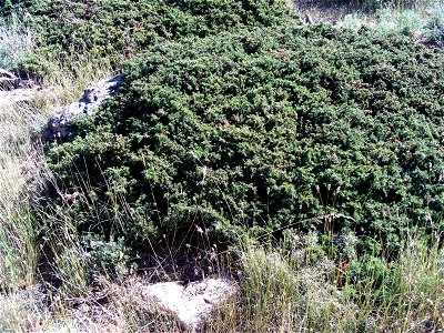 Juniperus communis subsp. alpina (syn. subsp. phoenicia ined.) habit, Sierra Nevada, Spain