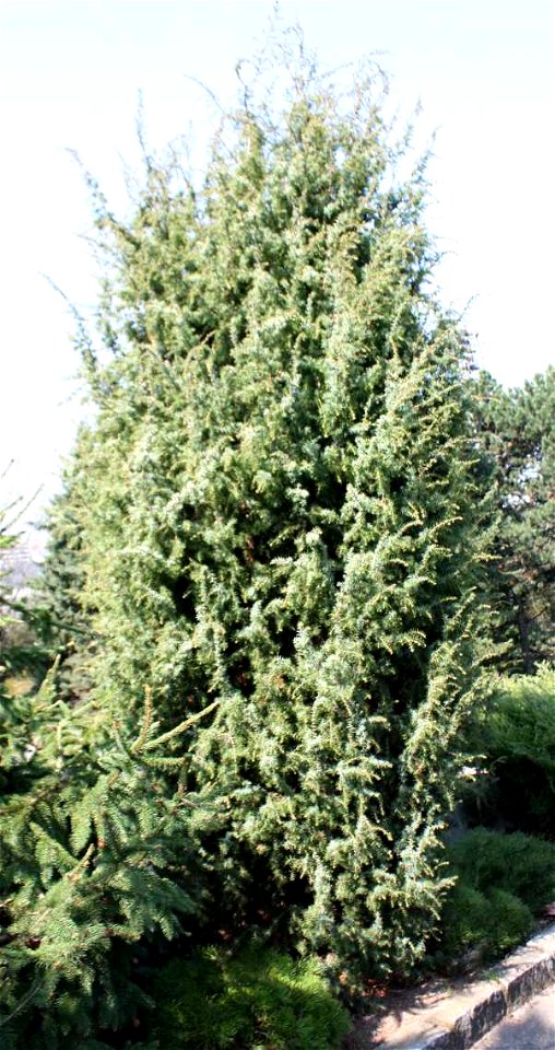 Juniperus comunis, Brno, CZ