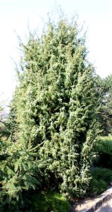 Juniperus comunis, Brno, CZ