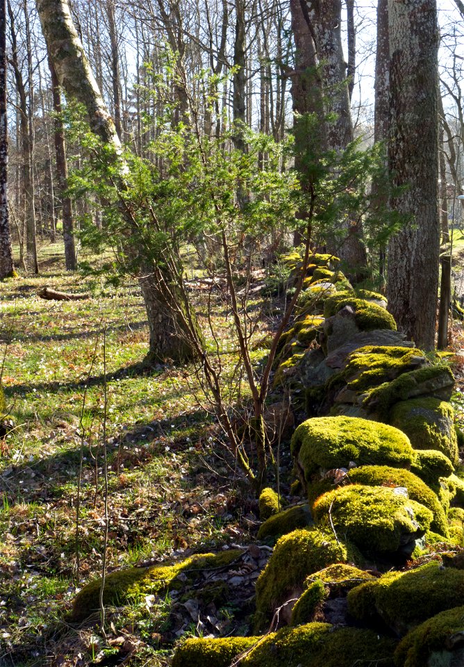 Juniper and old wall of boulders in Gullmarsskogen nature reserve, Lysekil Municipality, Sweden.