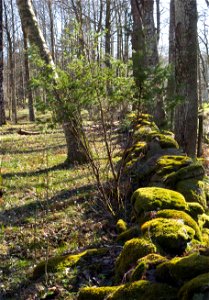 Juniper and old wall of boulders in Gullmarsskogen nature reserve, Lysekil Municipality, Sweden. photo