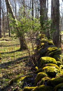 Juniper and old wall of boulders in Gullmarsskogen nature reserve, Lysekil Municipality, Sweden.