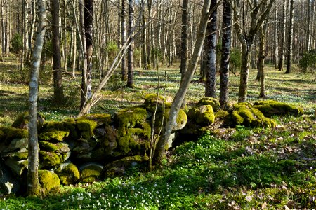 Juniper and old wall of boulders in Gullmarsskogen nature reserve, Lysekil Municipality, Sweden. photo