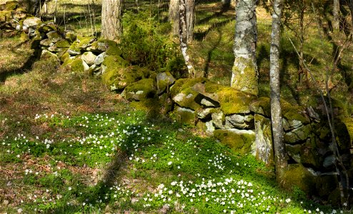 Junipers and old wall of boulders in Gullmarsskogen nature reserve, Lysekil Municipality, Sweden. photo