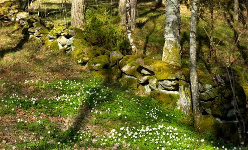 Junipers and old wall of boulders in Gullmarsskogen nature reserve, Lysekil Municipality, Sweden.
