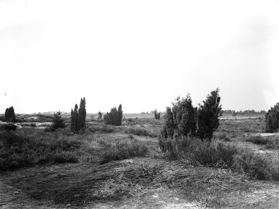 Collectie / Archief : Fotocollectie Nederlandse Heidemaatschappij
Reportage / Serie : [ onbekend ]
Beschrijving : woeste gronden, natuurschoon, heide, beplantingen, jeneverbes
Datum&#16
