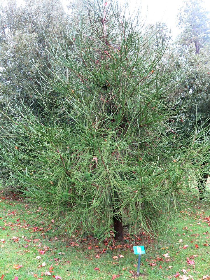 Cryptomeria japonica 'araucarioides' of the Arboretum of the la Roche-Bagnoles castle (Orne, France).