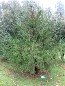 Cryptomeria japonica 'araucarioides' of the Arboretum of the la Roche-Bagnoles castle (Orne, France).