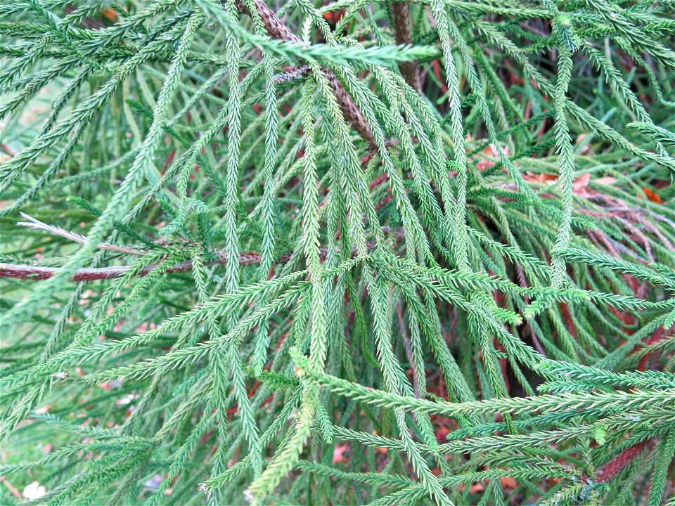 Foliage of Cryptomeria japonica 'araucarioides' of the Arboretum of the la Roche-Bagnoles castle (Orne, France).