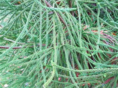 Foliage of Cryptomeria japonica 'araucarioides' of the Arboretum of the la Roche-Bagnoles castle (Orne, France).