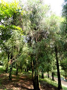 Cryptomeria japonica (syn. C. fortunei). Plant specimen in the Kunming Botanical Garden, Kunming, Yunnan, China.