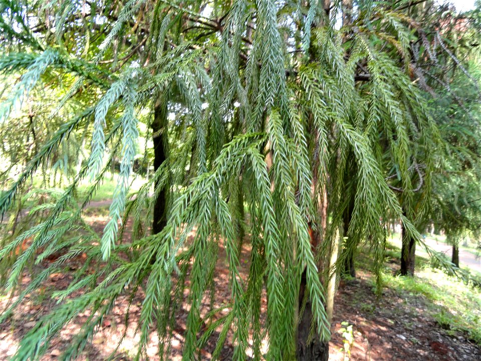 Cryptomeria japonica (syn. C. fortunei). Plant specimen in the Kunming Botanical Garden, Kunming, Yunnan, China.