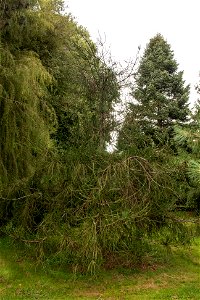 Cryptomeria japonica