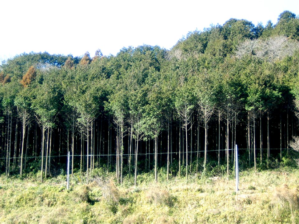 Cryptomeria japonica