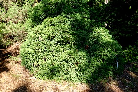 Botanical specimen in the Stanley M. Rowe Arboretum, Indian Hill, Ohio, USA. photo