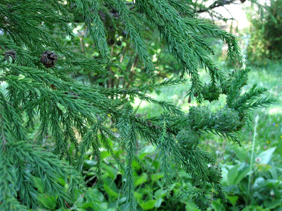 Cryptomeria japonica in the botanical garden of la Jaÿsinia in Samoëns (Haute-Savoie, France). Identified by its botanic label.