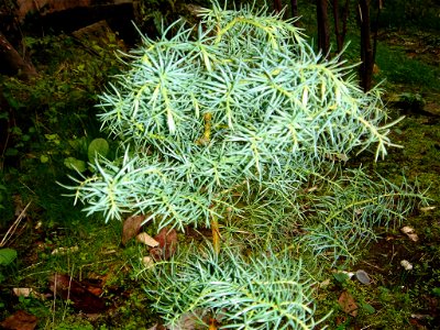 Cryptomeria japonica cv. 'Elegans'