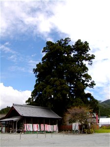 Kashimo Ōsugi (Enormous Cryptomeria japonica tree of Kashimo), Kashimo, Nakatsugawa city, Gifu pref., Japan. photo