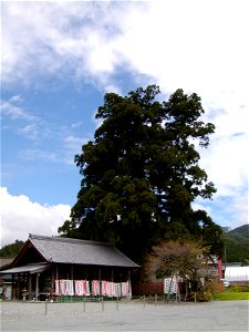 Kashimo Ōsugi (Enormous Cryptomeria japonica tree of Kashimo), Kashimo, Nakatsugawa city, Gifu pref., Japan.