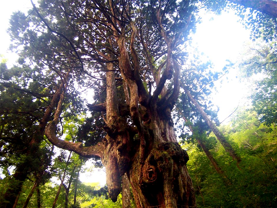 Iwakura no Chibusasugi in Okinoshima, Shimane Prefecture, Japan