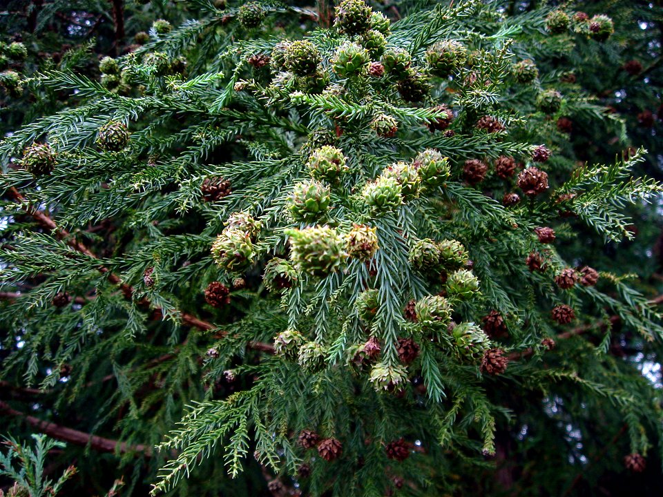 Japon çamı (Cryptomeria japonica)
