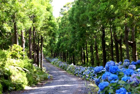 Parque Florestal da Mata da Serreta, Interior da ilha Terceira, Açores, Portugal