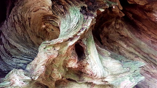 Detail of old eroded Sugi Cryptomeria japonica wood, on Yakushima, Japan