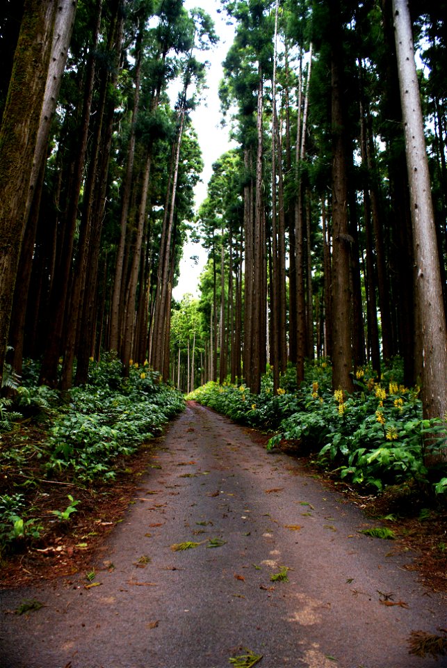 Reserva florestal da Falca, caminhos, concelho da Horta, ilha do Faial, Açores, Portugal