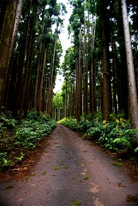 Reserva florestal da Falca, caminhos, concelho da Horta, ilha do Faial, Açores, Portugal