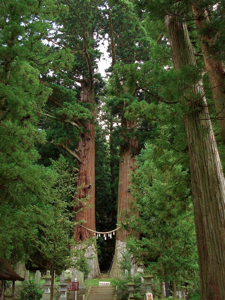 This twin cryptomeria, Jiji-sugi(right) ande Baba-sugi(left), is specified for the Natural Monument in Japan in Ono Town, Fukushima Prefecture, Japan.