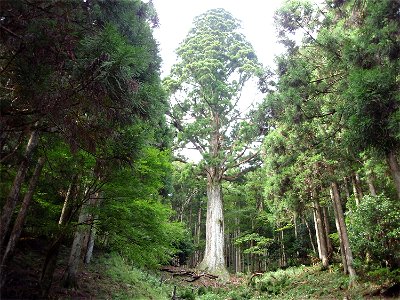 Taro-sugi is a famous Cryptomeria japonica tree in Izu, Shizuoka Prefecture, Japan.