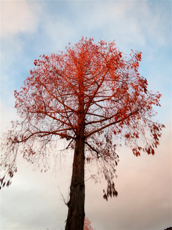 Urweltmammutbaum (Metasequoia glyptostroboides) in Hockenheim