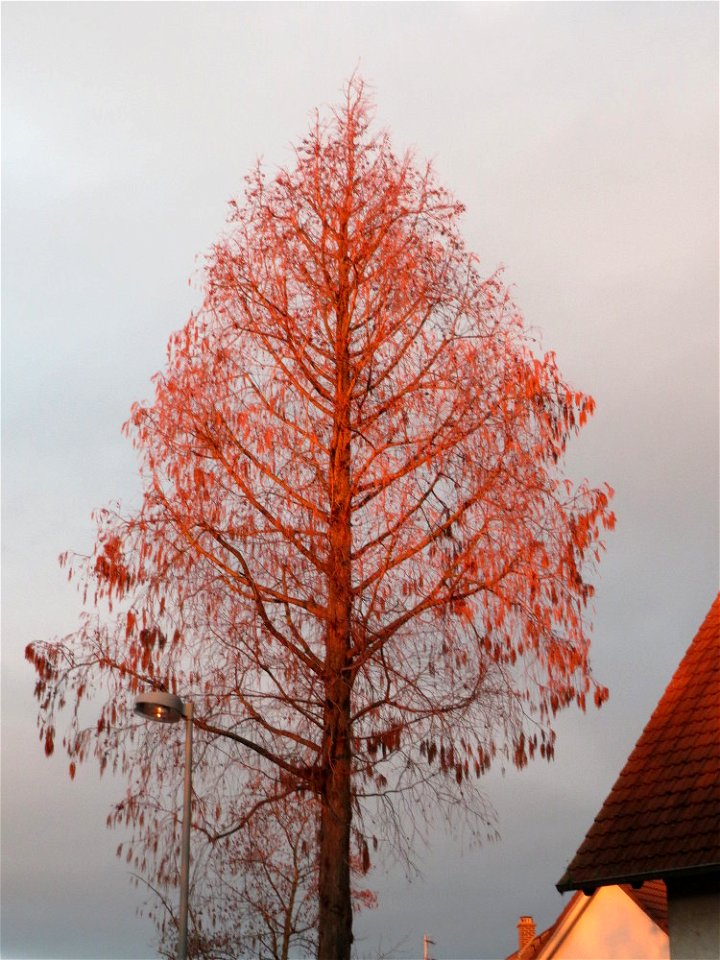 Urweltmammutbaum (Metasequoia glyptostroboides) in Hockenheim