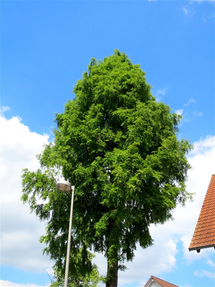 Urweltmammutbaum (Metasequoia glyptostroboides) in Hockenheim