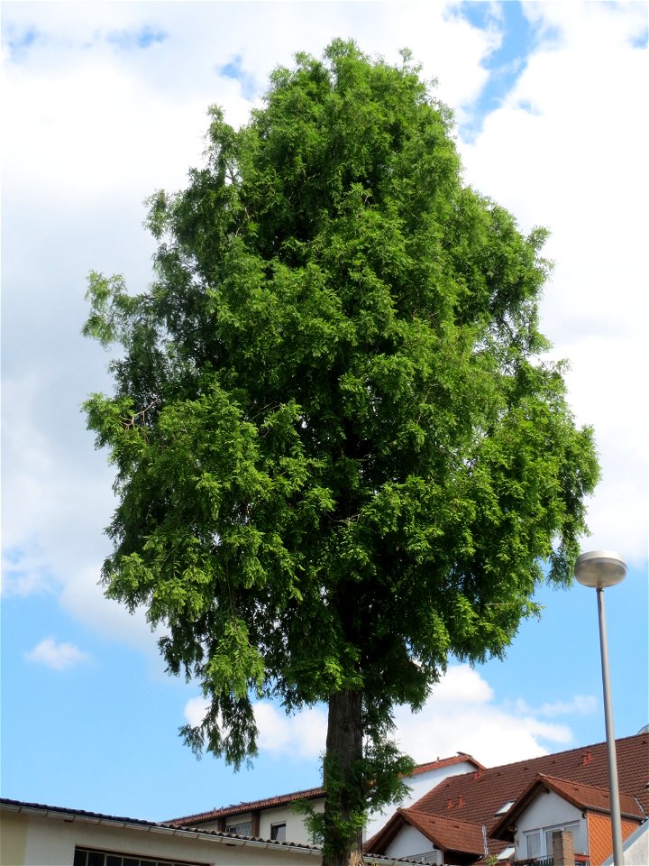 Urweltmammutbaum (Metasequoia glyptostroboides) in Hockenheim