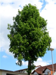 Urweltmammutbaum (Metasequoia glyptostroboides) in Hockenheim