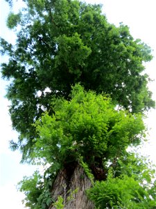 Urweltmammutbaum (Metasequoia glyptostroboides) in Hockenheim