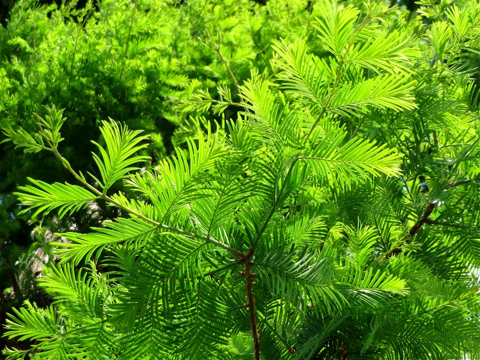 Urweltmammutbaum (Metasequoia glyptostroboides) in Hockenheim