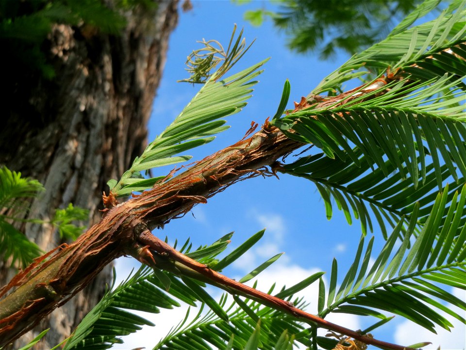 Urweltmammutbaum (Metasequoia glyptostroboides) in Hockenheim
