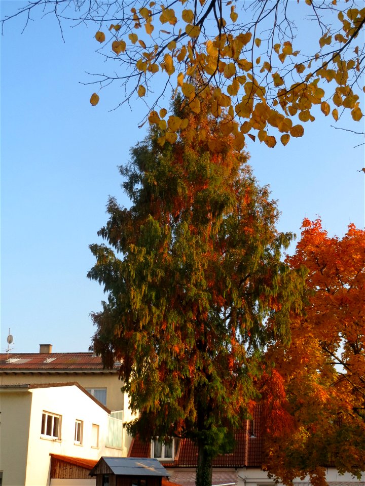 Urweltmammutbaum (Metasequoia glyptostroboides) in Hockenheim