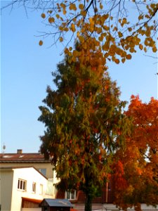 Urweltmammutbaum (Metasequoia glyptostroboides) in Hockenheim