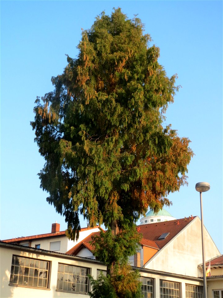 Urweltmammutbaum (Metasequoia glyptostroboides) in Hockenheim