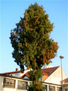Urweltmammutbaum (Metasequoia glyptostroboides) in Hockenheim