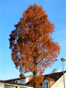 Urweltmammutbaum (Metasequoia glyptostroboides) in Hockenheim