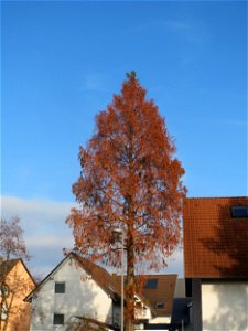 Urweltmammutbaum (Metasequoia glyptostroboides) in Hockenheim