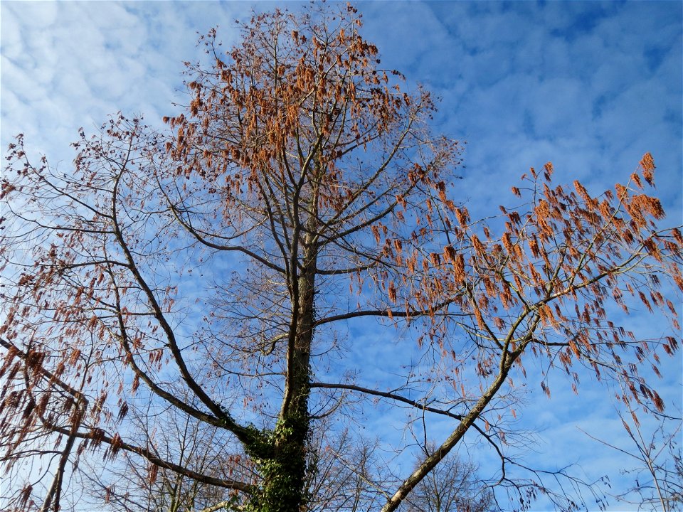 Urweltmammutbaum (Metasequoia glyptostroboides) in Hockenheim