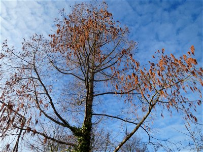 Urweltmammutbaum (Metasequoia glyptostroboides) in Hockenheim