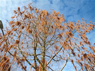 Urweltmammutbaum (Metasequoia glyptostroboides) in Hockenheim