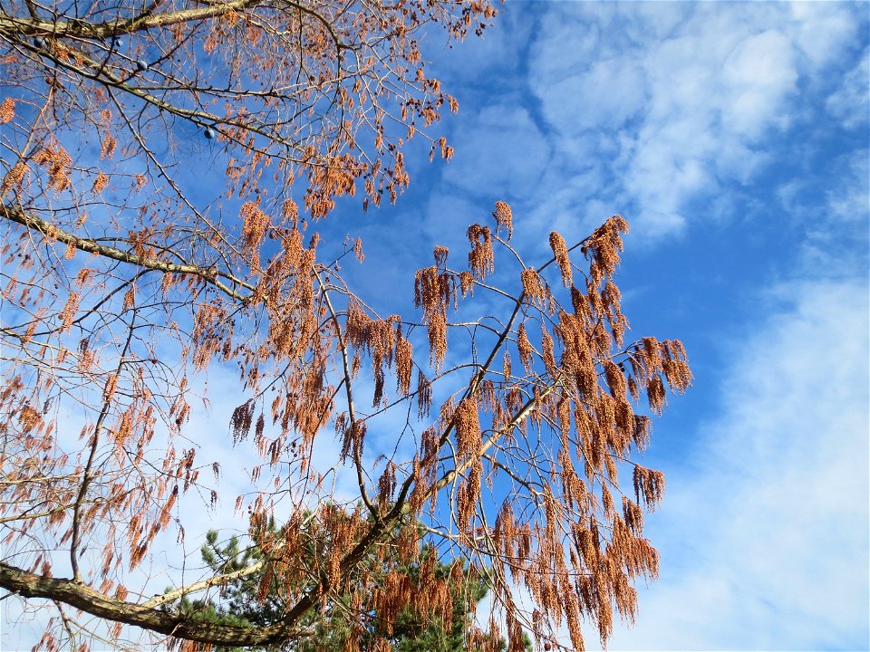 Urweltmammutbaum (Metasequoia glyptostroboides) in Hockenheim